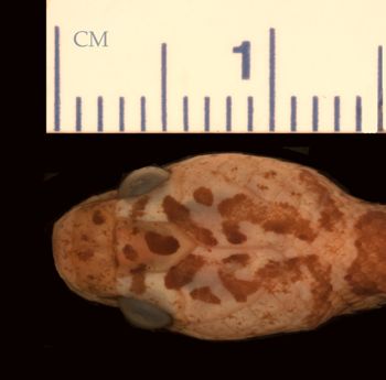 Media type: image;   Herpetology R-27800